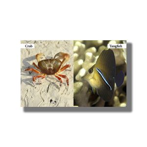 My First Book Of  Sea Animals | Board Book (Om Kidz)